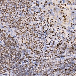 Invitrogen IKZF3 Recombinant Rabbit Monoclonal Antibody (4U7F9) 100 &mu;L;
