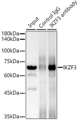 Invitrogen IKZF3 Recombinant Rabbit Monoclonal Antibody (4U7F9) 100 &mu;L;