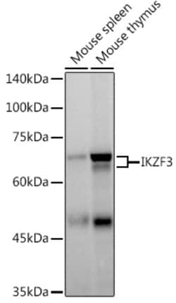 Invitrogen IKZF3 Recombinant Rabbit Monoclonal Antibody (4U7F9) 100 &mu;L;