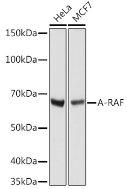 Invitrogen A-Raf Recombinant Rabbit Monoclonal Antibody (4U9L7) 100 &mu;L;