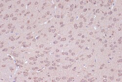 Invitrogen BAG2 Recombinant Rabbit Monoclonal Antibody (6D6Z0) 100 &mu;L;