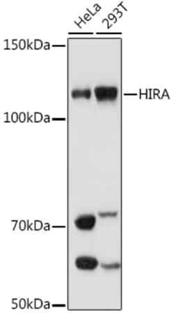 Invitrogen HIRA Recombinant Rabbit Monoclonal Antibody (6Q7Y6) 100 &mu;L;