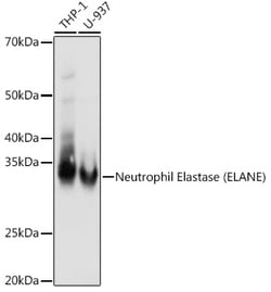 Invitrogen Neutrophil elastase Recombinant Rabbit Monoclonal Antibody (8X4E6)