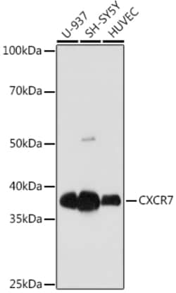 Invitrogen CXCR7 Recombinant Rabbit Monoclonal Antibody (8V8E1) 100 &mu;L;