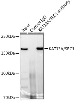 Invitrogen SRC1 Recombinant Rabbit Monoclonal Antibody (3S4C6) 100 &mu;L;