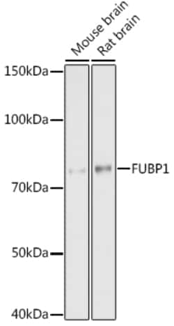 Invitrogen FUBP1 Recombinant Rabbit Monoclonal Antibody (1G6X5) 100 &mu;L;