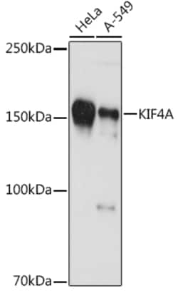 Invitrogen KIF4A Recombinant Rabbit Monoclonal Antibody (4A9P2) 100 &mu;L;