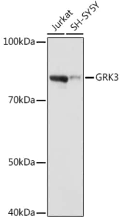 Invitrogen GRK3 Recombinant Rabbit Monoclonal Antibody (10O6S3) 100 &mu;L;