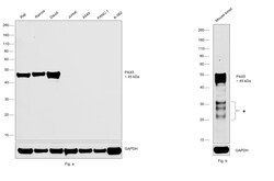 Invitrogen PAX5 Recombinant Rabbit Monoclonal Antibody (4I0X4) 100 &mu;L;