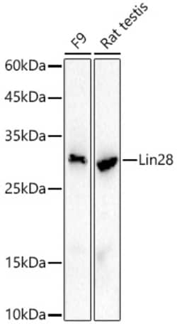 Invitrogen LIN28A Recombinant Rabbit Monoclonal Antibody (2S1I10) 100 &mu;L;