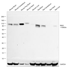 Invitrogen MAG Recombinant Rabbit Monoclonal Antibody (8Q7K5) 100 &mu;L;