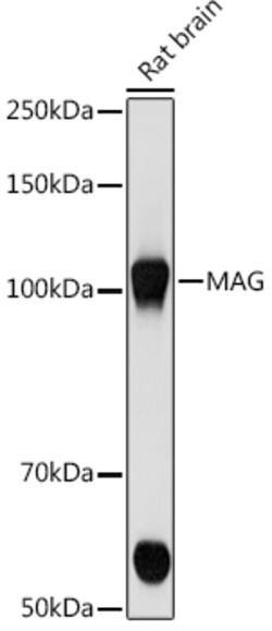 Invitrogen MAG Recombinant Rabbit Monoclonal Antibody (8Q7K5) 100 &mu;L;