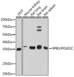 Invitrogen POLR2C Recombinant Rabbit Monoclonal Antibody (3T8K8) 100 &mu;L;
