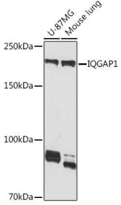 Invitrogen IQGAP1 Recombinant Rabbit Monoclonal Antibody (7I6X1) 100 &mu;L | Buy Online | Invitrogen&trade; | Fisher Scientific