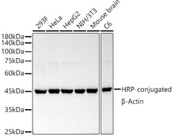 Invitrogen beta Actin Recombinant Rabbit Monoclonal Antibody (0N2H8), HRP