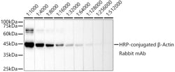 Invitrogen beta Actin Recombinant Rabbit Monoclonal Antibody (0N2H8), HRP