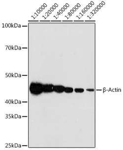 Invitrogen beta Actin Recombinant Rabbit Monoclonal Antibody (4C4) 100