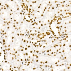 Invitrogen Phospho-STAT3 (Tyr705) Recombinant Rabbit Monoclonal Antibody