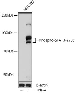 Invitrogen Phospho-STAT3 (Tyr705) Recombinant Rabbit Monoclonal Antibody