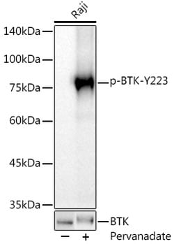 Invitrogen Phospho-BTK (Tyr223) Recombinant Rabbit Monoclonal Antibody