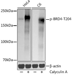 Invitrogen Phospho-BRD4 (Thr204) Recombinant Rabbit Monoclonal Antibody
