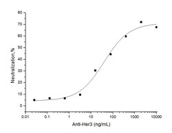 Invitrogen ErbB3 Chimeric Recombinant Human Monoclonal Antibody (mh908)