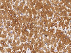 Invitrogen Chordin Recombinant Rabbit Monoclonal Antibody (065), Invitrogen 50 &mu;L | Buy Online | Invitrogen&trade; | Fisher Scientific