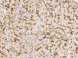Invitrogen Connexin 43 Recombinant Rabbit Monoclonal Antibody (105), Invitrogen