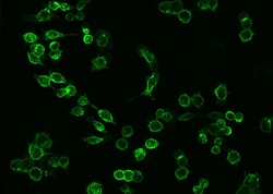 Invitrogen ICAM-1 Recombinant Rabbit Monoclonal Antibody (101), Invitrogen