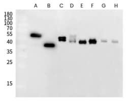Invitrogen RSV Fusion Protein Recombinant Rabbit Monoclonal Antibody (R338)