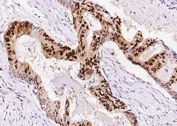 Invitrogen PCNA Recombinant Rabbit Monoclonal Antibody (144), Invitrogen