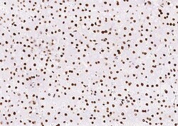 Invitrogen PCNA Recombinant Rabbit Monoclonal Antibody (144), Invitrogen