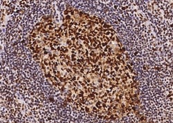 Invitrogen PCNA Recombinant Rabbit Monoclonal Antibody (144), Invitrogen