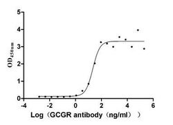 Invitrogen Glucagon Receptor Recombinant Human Monoclonal Antibody (9G1)