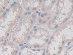 Invitrogen TMEM27 Monoclonal Antibody (C5), Invitrogen:Antibodies:Primary