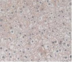 Invitrogen TMEM27 Monoclonal Antibody (C5), Invitrogen:Antibodies:Primary