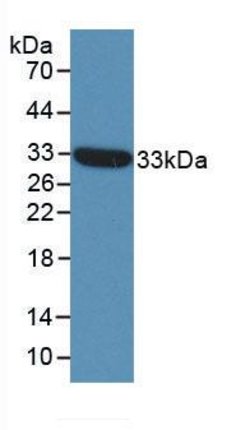 Invitrogen ST14 Monoclonal Antibody (C4), Invitrogen 20 &mu;L; Unconjugated:Antibodies,