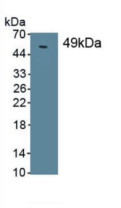 Invitrogen SFTPC Monoclonal Antibody (D3), Invitrogen 20 &mu;L; Unconjugated:Antibodies,