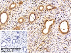 Invitrogen SFRP4 Monoclonal Antibody (5#), Invitrogen 100 &mu;L | Buy Online | Invitrogen&trade; | Fisher Scientific