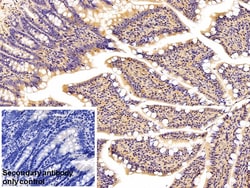 Invitrogen SFRP4 Monoclonal Antibody (5#), Invitrogen 100 &mu;L | Buy Online | Invitrogen&trade; | Fisher Scientific