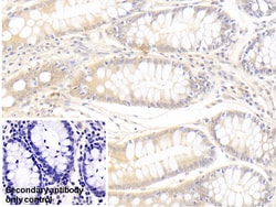 Invitrogen SFRP4 Monoclonal Antibody (5#), Invitrogen 100 &mu;L | Buy Online | Invitrogen&trade; | Fisher Scientific