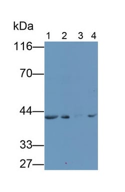Invitrogen SFRP4 Monoclonal Antibody (5#), Invitrogen 100 &mu;L | Buy Online | Invitrogen&trade; | Fisher Scientific