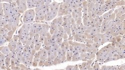 Invitrogen SFRP1 Monoclonal Antibody (C5), Invitrogen 100 &mu;L; Unconjugated:Antibodies,