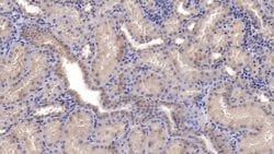 SFRP1 Monoclonal Antibody (C5), Invitrogen:Antibodies:Primary Antibodies