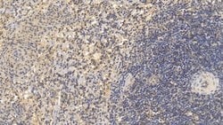 Invitrogen Serglycin Monoclonal Antibody (C1), Invitrogen 20 &mu;L; Unconjugated:Antibodies,
