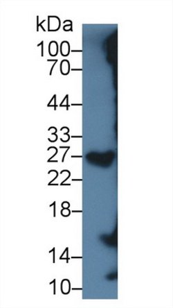 Invitrogen Serglycin Monoclonal Antibody (C1), Invitrogen 20 &mu;L; Unconjugated:Antibodies,