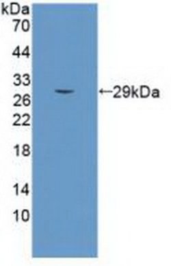 Invitrogen SEMA5B Monoclonal Antibody (C3), Invitrogen 100 &mu;L; Unconjugated:Antibodies,