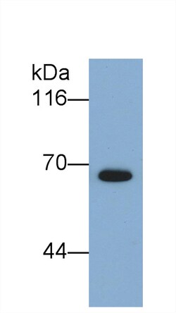 Invitrogen SEMA5B Monoclonal Antibody (C11), Invitrogen 20 &mu;L | Buy Online | Invitrogen&trade; | Fisher Scientific