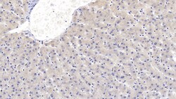 Invitrogen SEMA3A Monoclonal Antibody (C2), Invitrogen 20 &mu;L; Unconjugated:Antibodies,