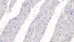 SEMA3A Monoclonal Antibody (C2), Invitrogen:Antibodies:Primary Antibodies